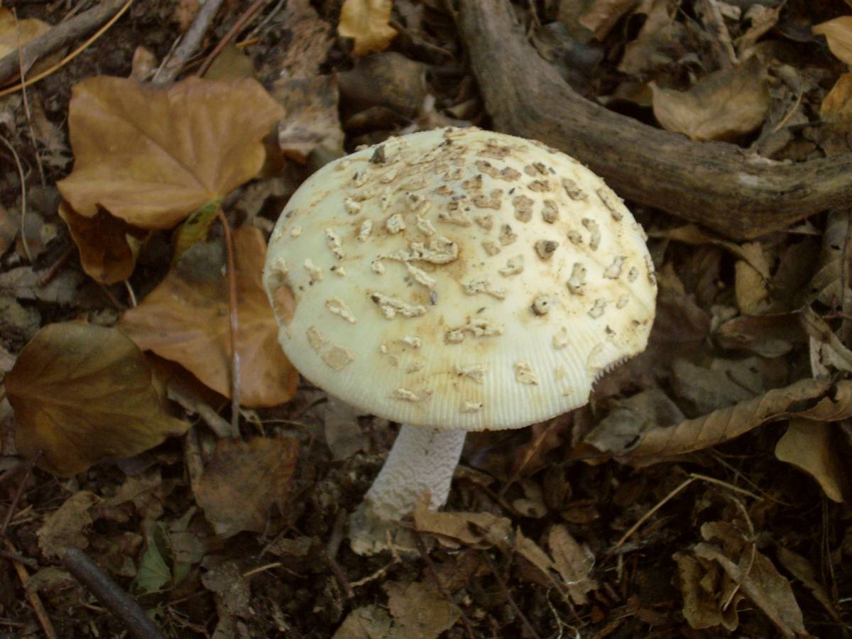 Amanita da determinare
